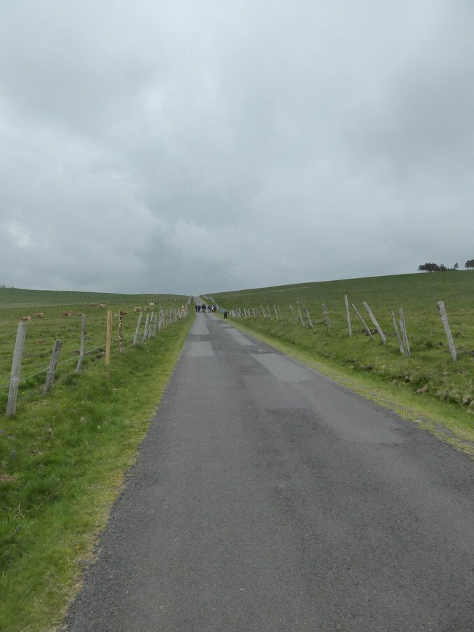 aubrac_150.jpg