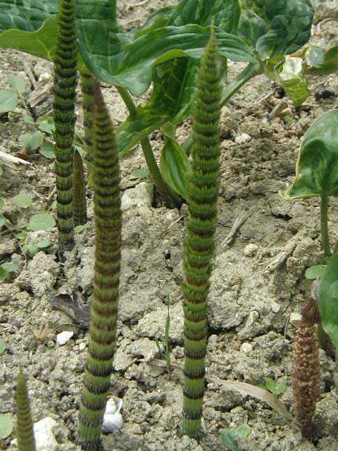 P1010220
