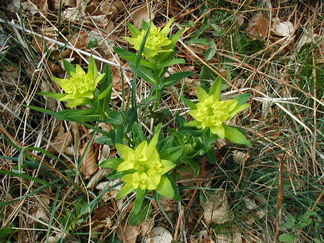 J21_008.JPG